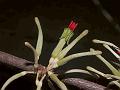 Heart-Leaf Mistletoe
